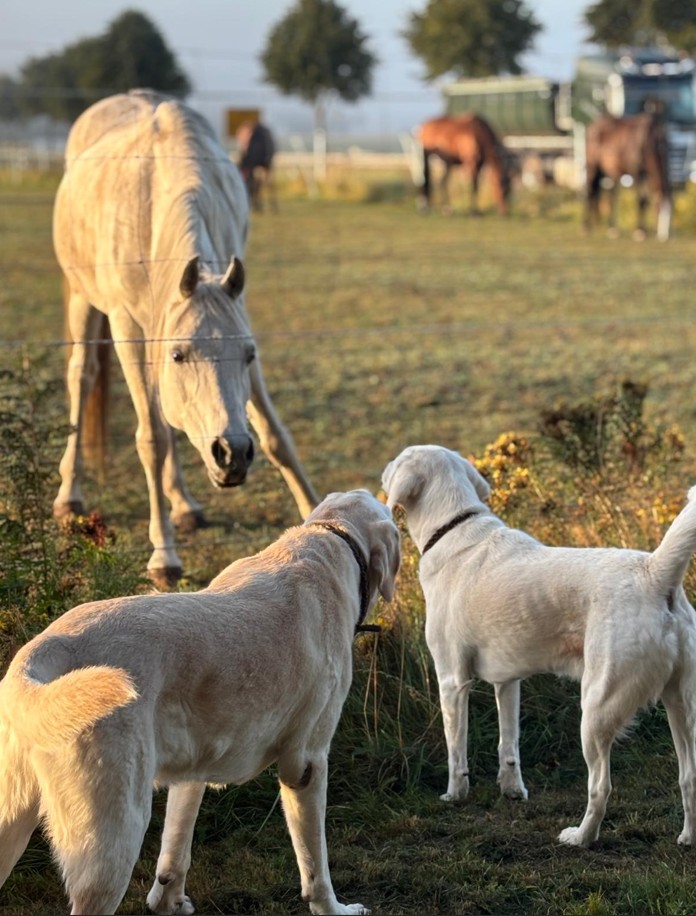 Two light-colored dogs face a white horse in a grassy field, with more horses and a trailer visible in the background at a farm.